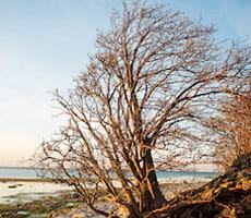 Sluttande träd på stranden